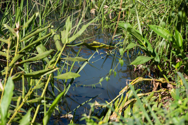 Homa Ya Dengue Inasababishwa Na Nini? Vyanzo, Dalili Na Tiba Sahihi